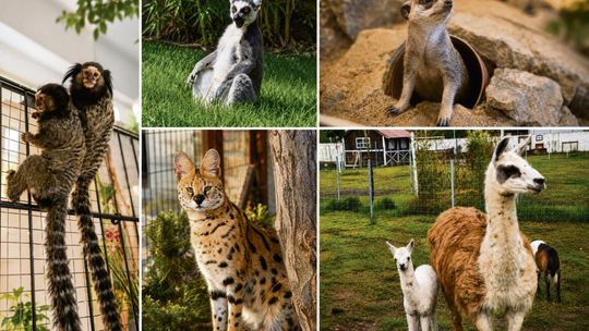 300 zwierząt, lemury, serwal i nowa strefa! Mini Zoo w Żużeli szykuje wielkie otwarcie w lipcu