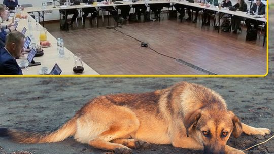 Domki dla bezdomnych kotów przygotowane przez uczniów szkoły w Krapkowicach w ramach programu opieki nad zwierzętami.