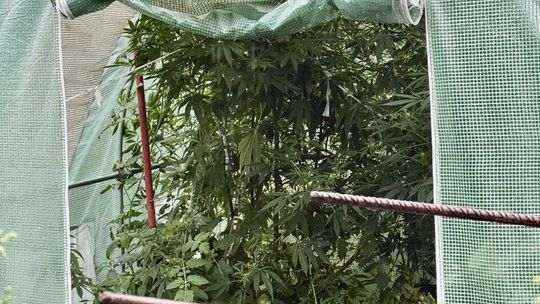 KRAPKOWICE: Kupił nasiona do szklarni. Miały być pomidory, policjanci znaleźli konopie