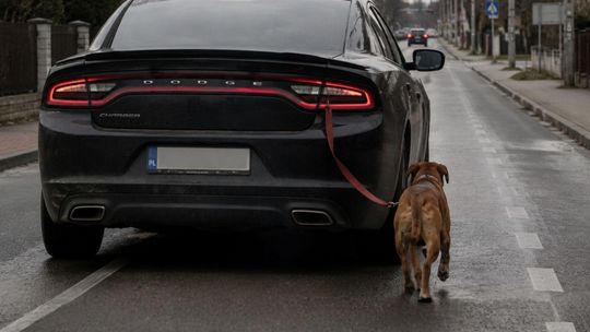 To mogło skończyć się tragicznie. Pies wyskoczył z jadącego auta w Gogolinie