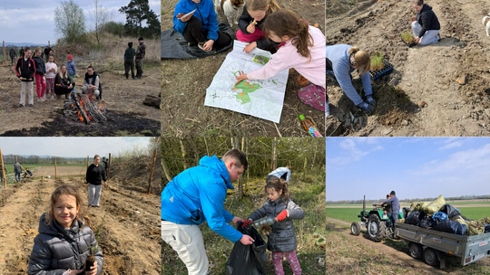 Posadzili las od zera. Mieszkańcy Grocholubia zamienili zaśmiecony teren w nowy fragment zieleni