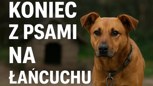 Sejm ponownie za „uwolnieniem” psów. Nowe przepisy obejmą także koty