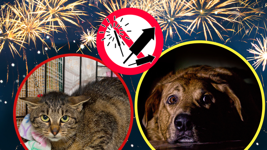 Fajerwerki rozświetlające noc sylwestrową nad miastem – symbol zabawy i zagrożeń dla zwierząt oraz środowiska