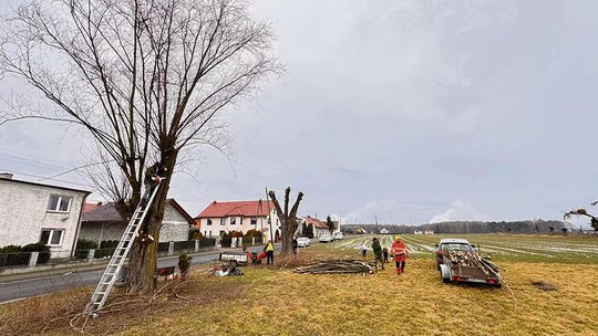 Te wierzby miały zniknąć, ale mieszkańcy uratowali zielone pomniki regionu