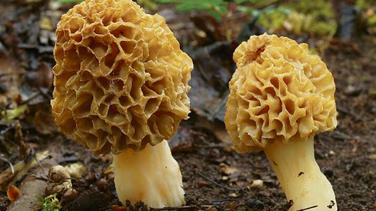 Wiosenne grzyby już w lasach! Smardze, boczniaki i… groźne sobowtóry. Na co uważać?