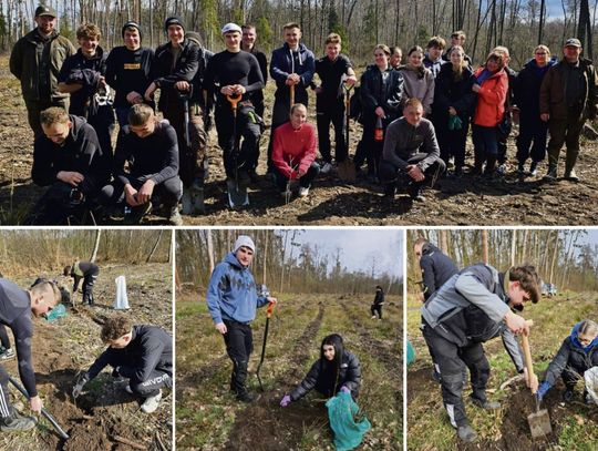 Uczniowie ZSZ w Krapkowicach sadzą sadzonki dębu na terenie Nadleśnictwa Prószków