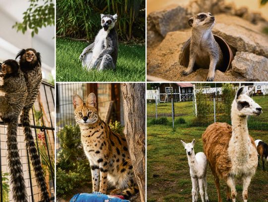 Lemury i alpaki na wybiegach Mini Zoo w Żużeli, odwiedzane przez rodziny z dziećmi.