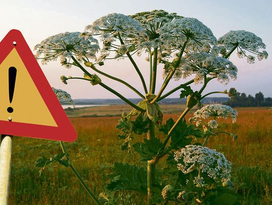 Barszcz Sosnowskiego - niebezpieczna roślina, której należy unikać