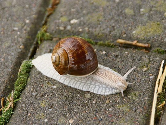 Bioróżnorodność od podstaw