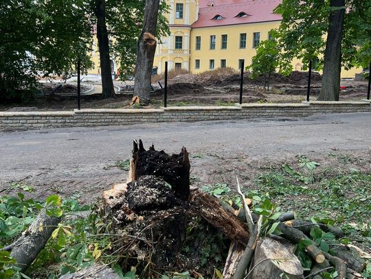 Dla bezpieczeństwa wycięli drzewa