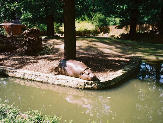 Dlaczego ogrody zoologiczne wzbudzają kontrowersje?