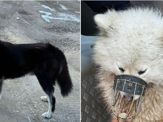 na zdjęciu psy które zagryzły sarnę na stawie gold w krapkowicach policja szuka właściciela