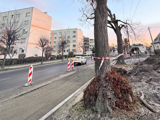 Uszkodzone drzewa przy ulicy Prudnickiej w Krapkowicach podczas budowy ścieżki pieszo-rowerowej