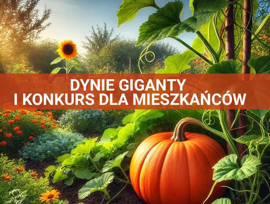 Dynie giganty i konkurs dla mieszkańców