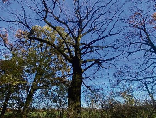 Monumentalny dąb szypułkowy „Dąb Annogórski” przy alei Zakrzów–Podolszyn, nowy pomnik przyrody gminy Gogolin