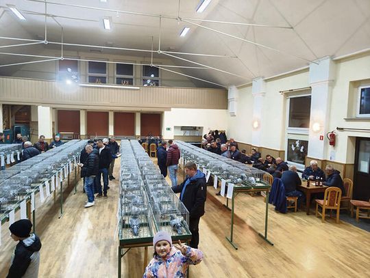 Gołębie z gminy Strzeleczki na wystawie ogólnopolskiej Gołębie z gminy Strzeleczki na wystawie ogólnopolskiej