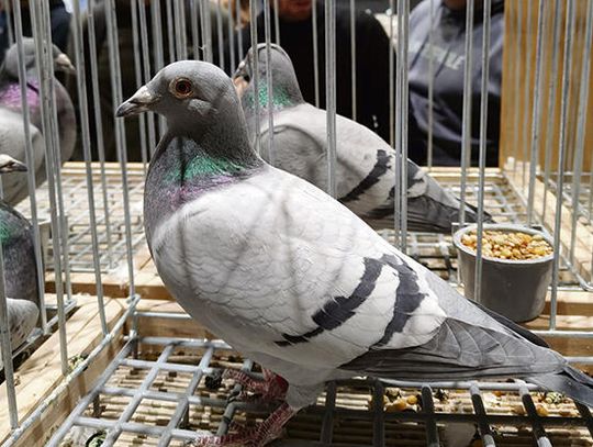 Gołębie z naszych stron będą reprezentować Polskę Gołębie z naszych stron będą reprezentować Polskę