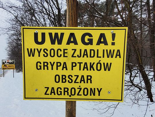 Grypa ptaków atakuje