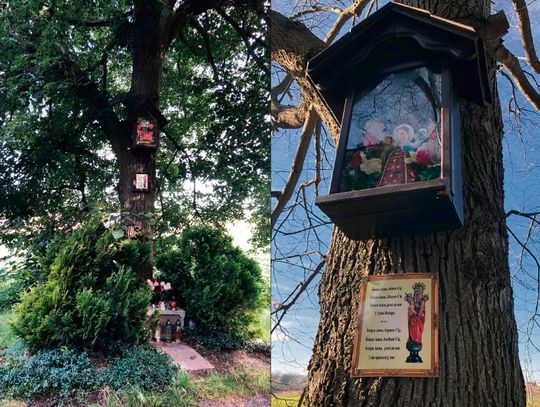 Ja sobie wybrałem za obronę, babkę Chrysta Pana…