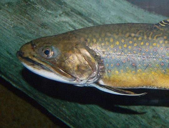 Jak rodzą się inwazje biologiczne  i jak im zapobiegać? Część pierwsza