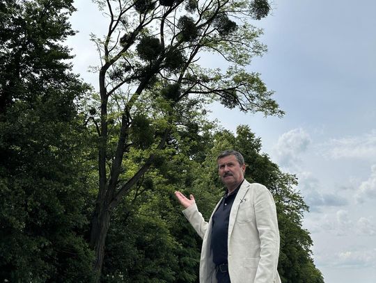 Jemioła jako lokalne zagrożenie klimatyczne