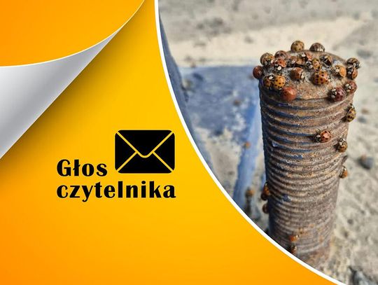 Jesienna inwazja nieproszonych gości