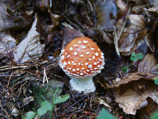 Jesienne liście na leśnej ściółce, pod którymi grzyby, dżdżownice i bakterie rozkładają martwą materię organiczną i wzbogacają glebę w składniki odżywcze.