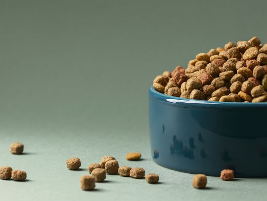 Karmy dla zwierząt z owadzim białkiem. Dlaczego to takie ważne?