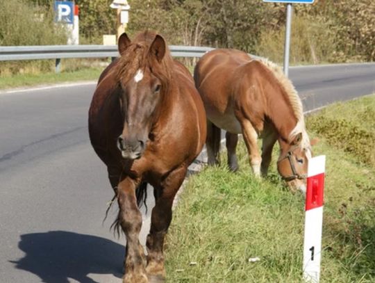 Konie na drodze