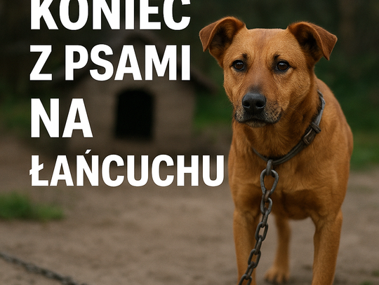 NA ZDJĘCIU ustawa sejm koniec z psami na łańcuchu