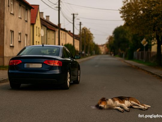 Kto potrącił psa?
