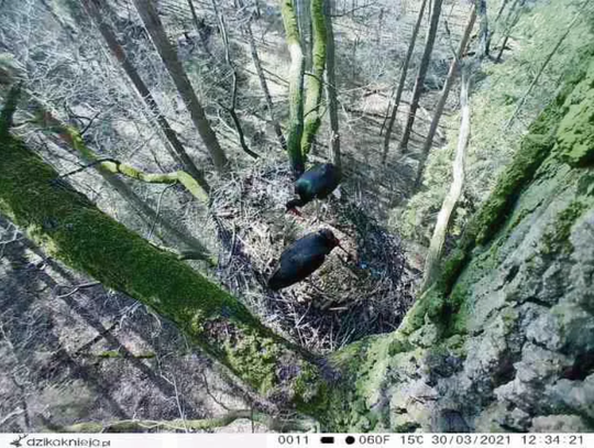 Monitorują gniazda bocianów czarnych na Opolszczyźnie