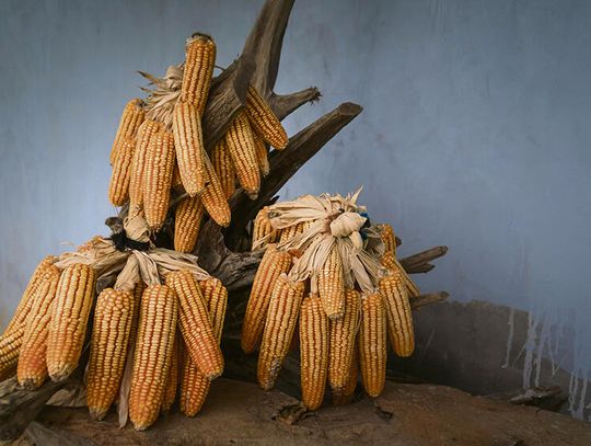 Neonikotynoidy  - zagrożenie dla bioróżnorodności