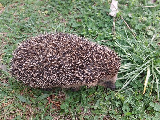 Jesienny ogród ze stertą opadłych liści, gałęziami i suchymi roślinami pozostawionymi jako schronienie dla jeży, ptaków i owadów.