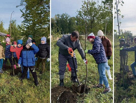 Niech się drzewa pną do góry