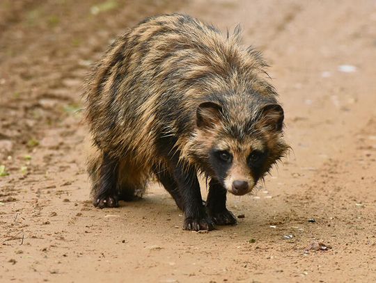 Obcy atakują, czyli jak rodzą się inwazje biologiczne  i jak im zapobiegać? Część II