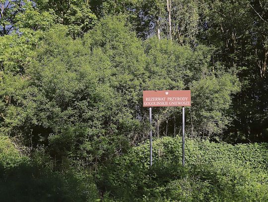 Las łęgowy w dolinie Odry — skrzyp olbrzymi, stare dęby i wiosenne runo w powiecie krapkowickim