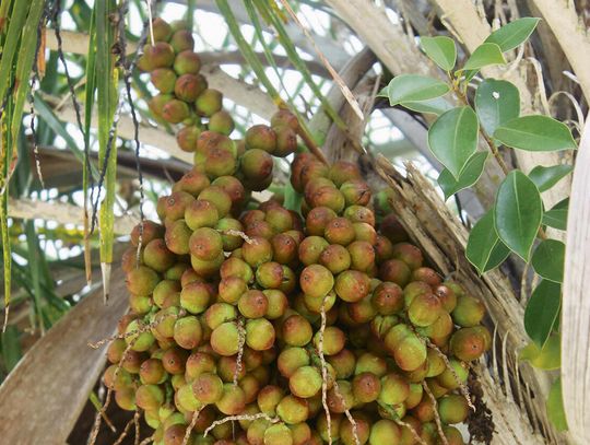 Plantacja palm olejowych w Azji Południowo‑Wschodniej po wycince lasu tropikalnego, widoczne rzędy młodych palm