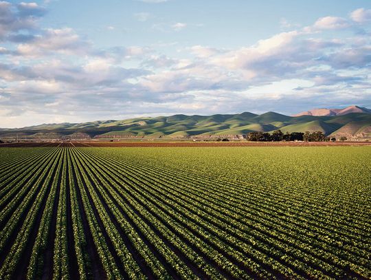 Pestycydy - przyjaciel czy wróg współczesnego świata?