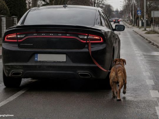 Radiowóz policji i samochód osobowy na drodze wojewódzkiej nr 409 w Gogolinie, gdzie pies wyskoczył z bagażnika pojazdu podczas ruszania kierowcy.