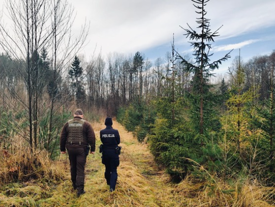 Policja ruszyła na choinki. Lasy pod lupą - święta bez taryfy ulgowej na zdjęciu Policyjne patrole i Straż Leśna kontrolują lasy i sprzedaż choinek w ramach akcji „Stroisz” 2025