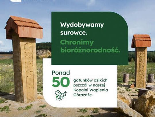 Kwitnące stanowiska roślin i gliniane „hotele” dla dzikich pszczół na terenie Kopalni Wapienia Górażdże.