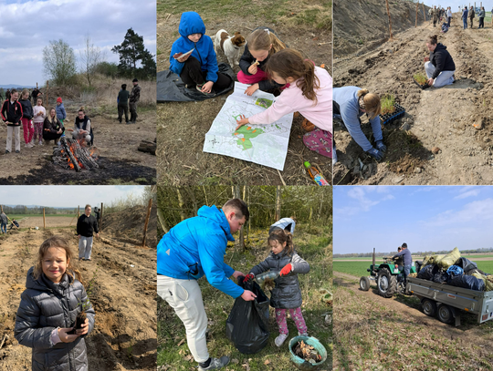 Mieszkańcy Grocholubia sadzą młode modrzewie podczas akcji „Posadź las z leśnikiem” na wcześniej oczyszczonym terenie leśnym.