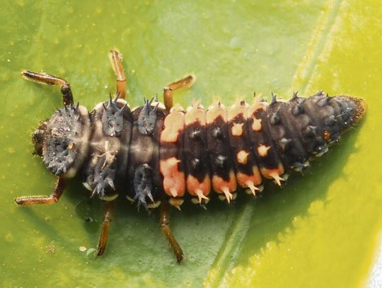 Ekologiczne metody upraw i biologiczna ochrona roślin w gospodarstwie rolnym