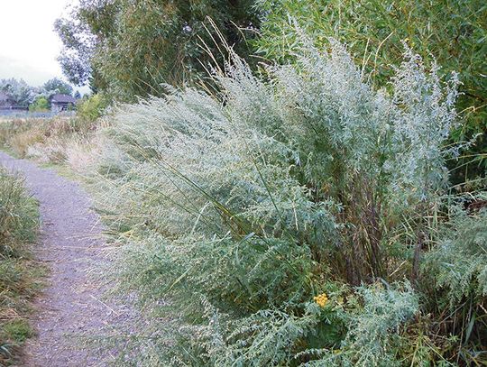 Rośliny niosące śmierć