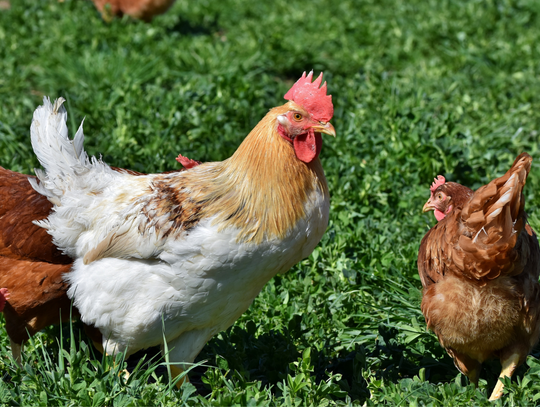 Rosół ocalony? Przydomowe kury bez rejestracji?