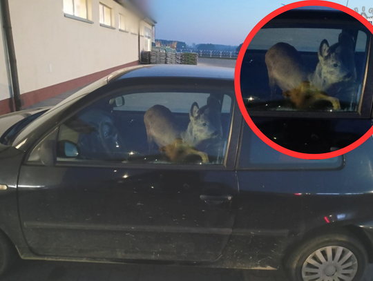 Sarna przykryta kocem leżąca na fotelu pasażera w samochodzie po potrąceniu w rejonie Góry św. Anny