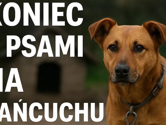 Sejm ponownie za „uwolnieniem” psów. Nowe przepisy obejmą także koty
