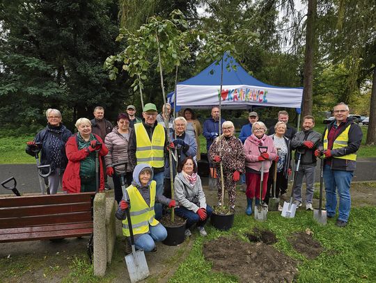 Seniorzy sadzący nowe drzewa w parku przy ulicy Kilińskiego w Otmęcie w ramach zielonych nasadzeń gminy Krapkowice