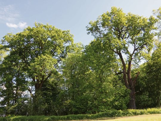 Słynne drzewa powiatu krapkowickiego